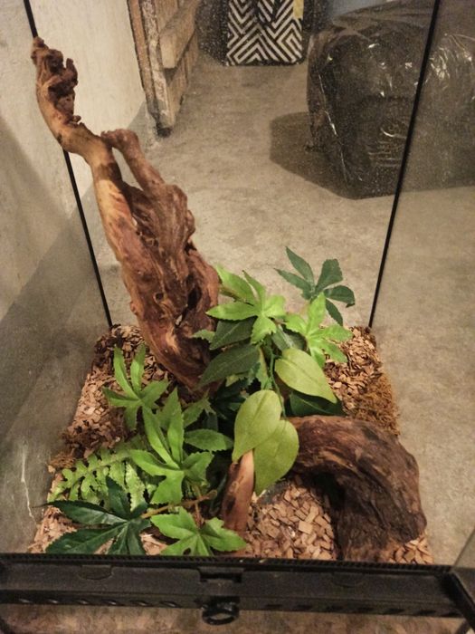 Terrarium na jaszczurkę żółwia albo jakiegoś ptasznika ;)