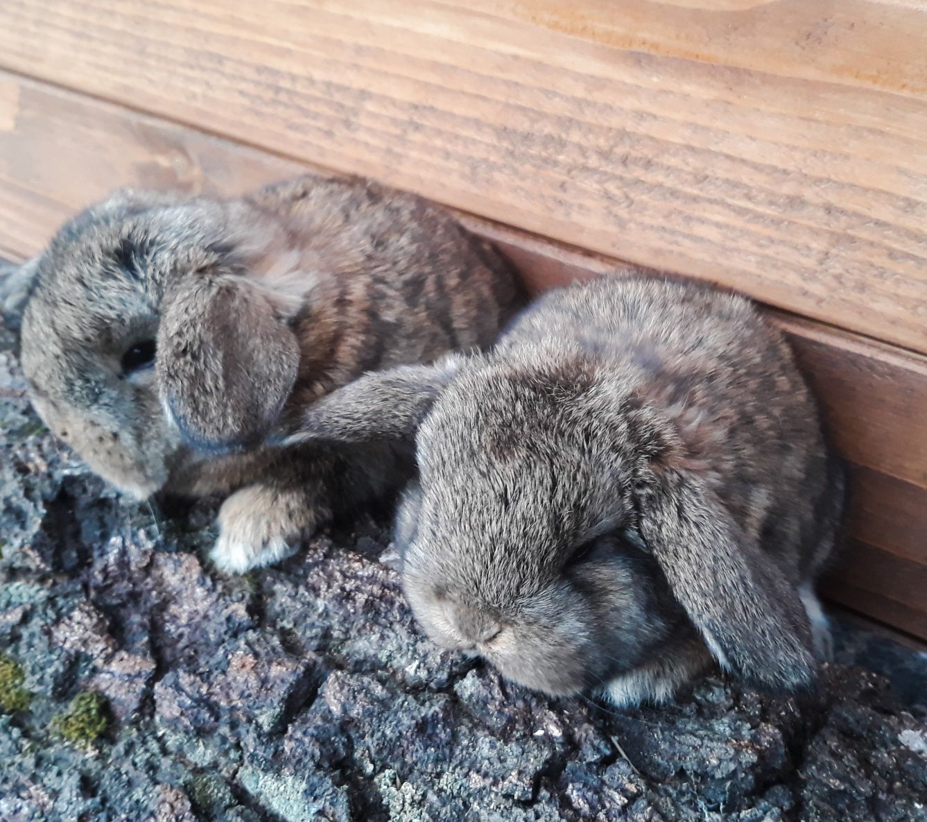 Królik baranek karzełek szary rumiankowy mini lop