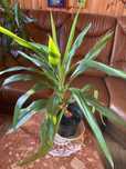 juka, dracena rośliny zielone, rośliny ozdobne