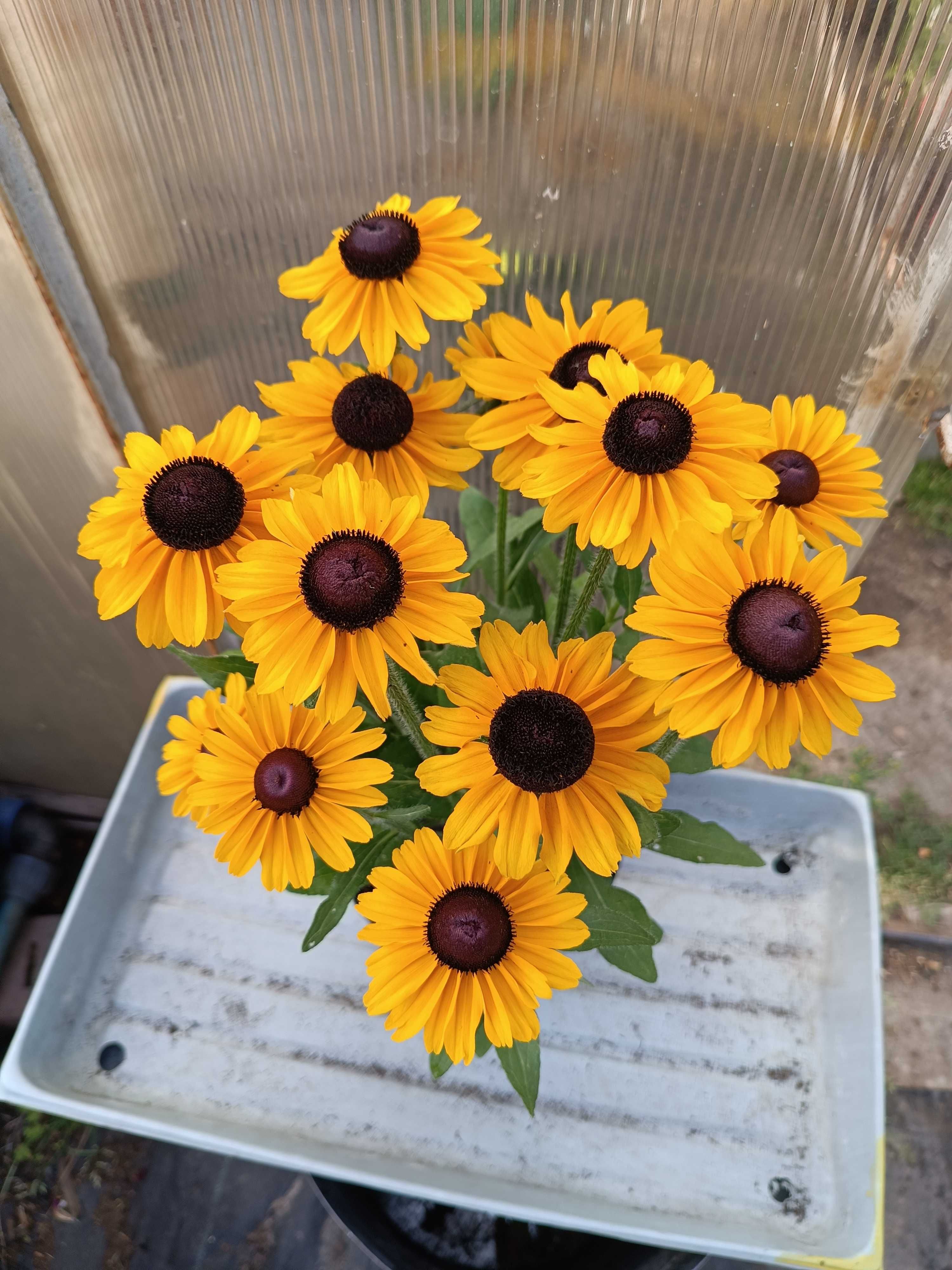 Rudbeckia Sunbeckia rózne rodzaje