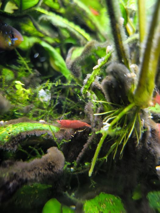 Krewetka Bloody Mary