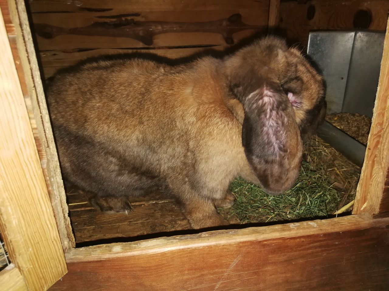 Baran Francuski Madagaskar samica
