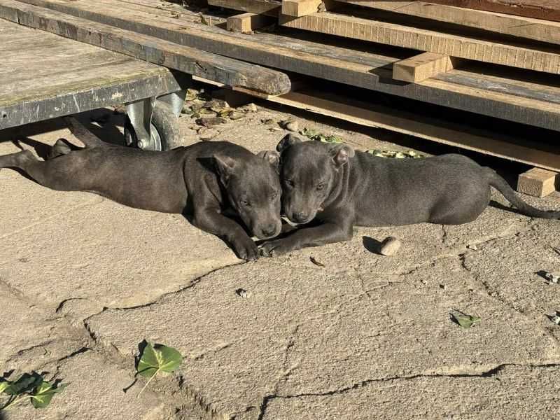 Staffordshire Bull Terrier piesek