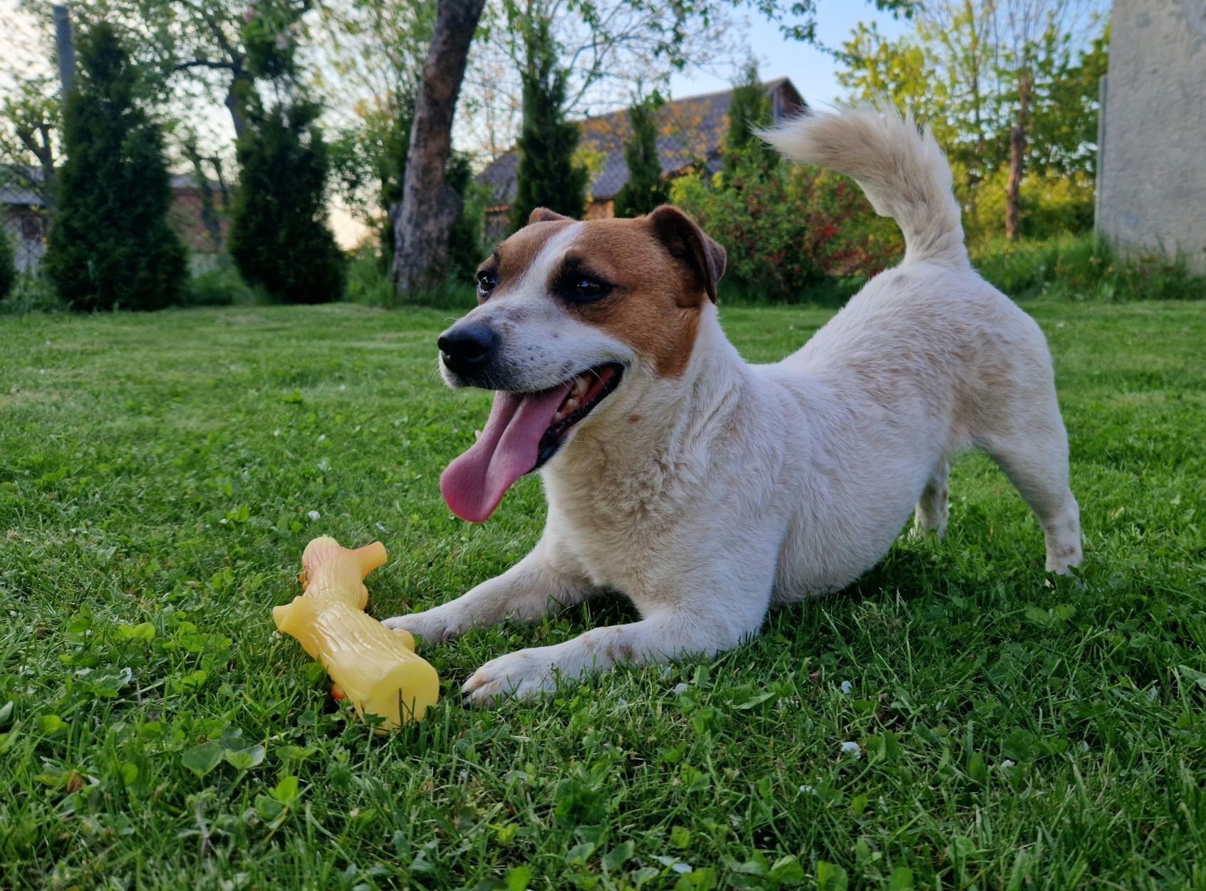 Jack Russell Terrier - reproduktor