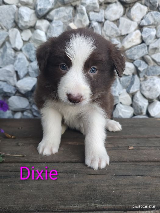 Border collie śliczna suczka przebadani rodzice