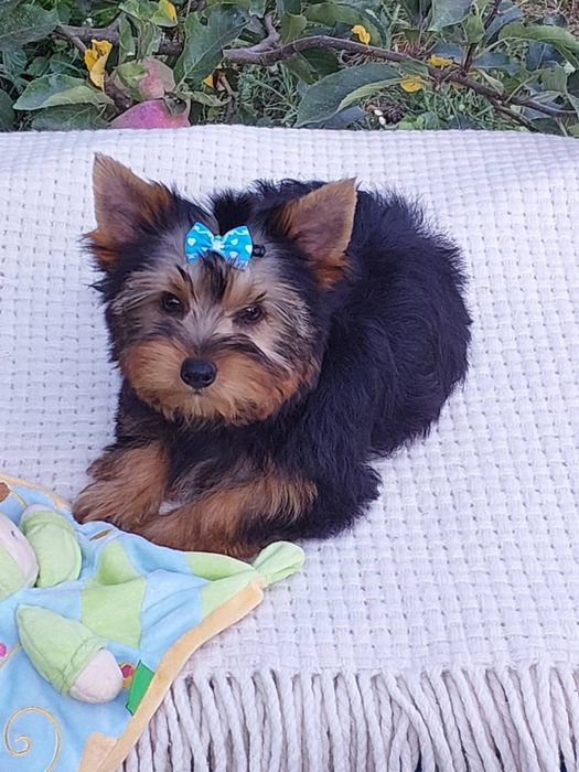 Щеночки Йорка к празднику