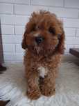 Cavapoo F1 piesek