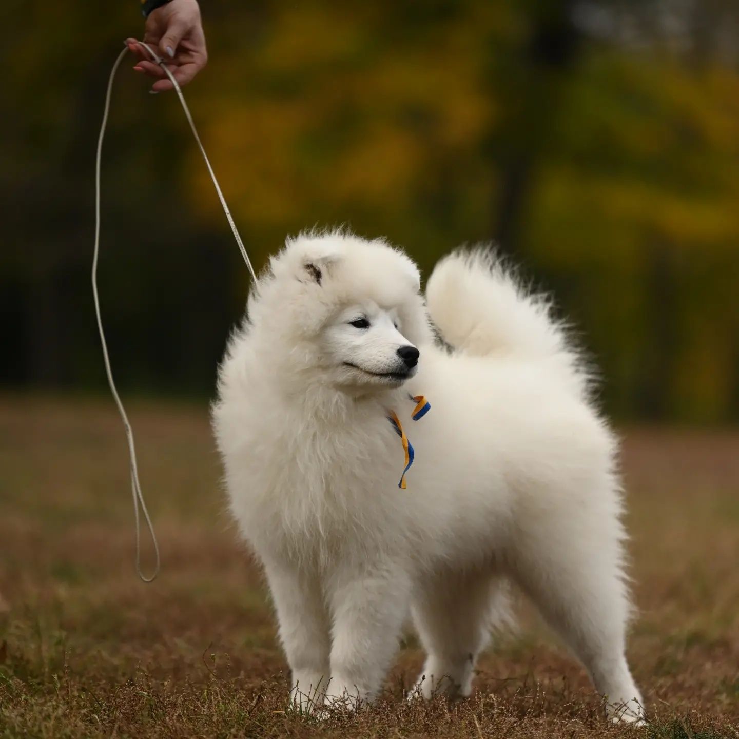 Самоїд, Самоед,Samoyed