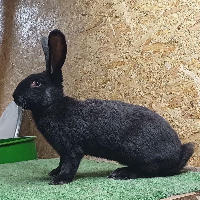 Sprzedam samca Olbrzym Sokacz Czarny z rodowodem .