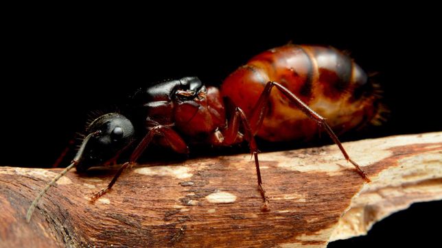 Экзотические Муравьи Camponotus Vicinus | Матки/Колонии/Формикарий