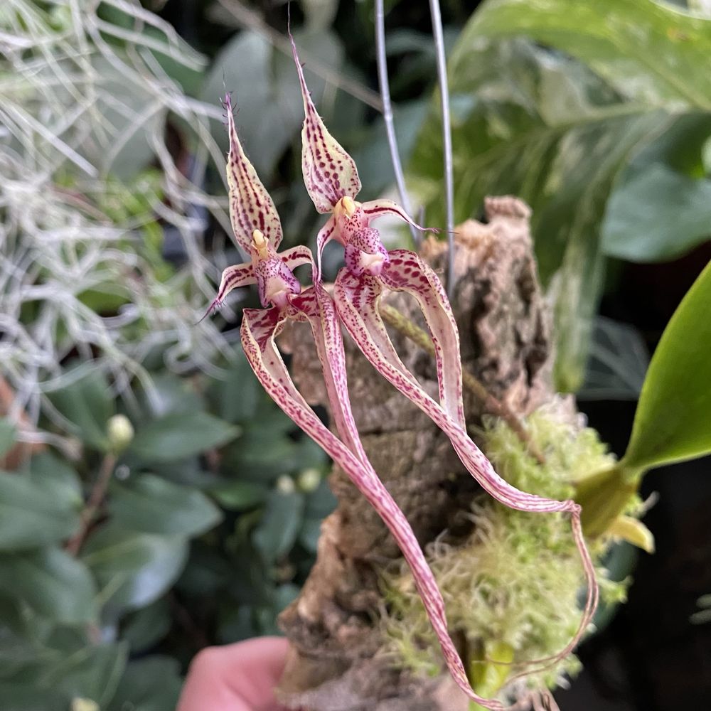 Орхідея Бульбофілум Bulbophyllum hybrid