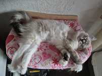 Kot Ragdoll Lucky Blue Candy Pl Warszawa FPL Gotowy do odbioru