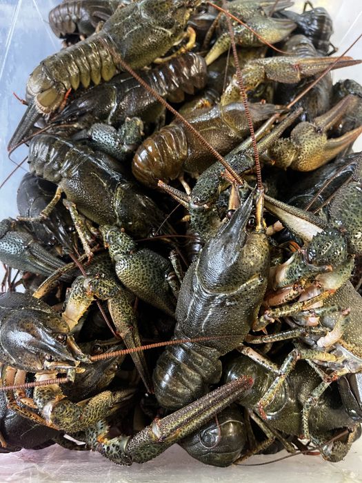 Продам живих раків