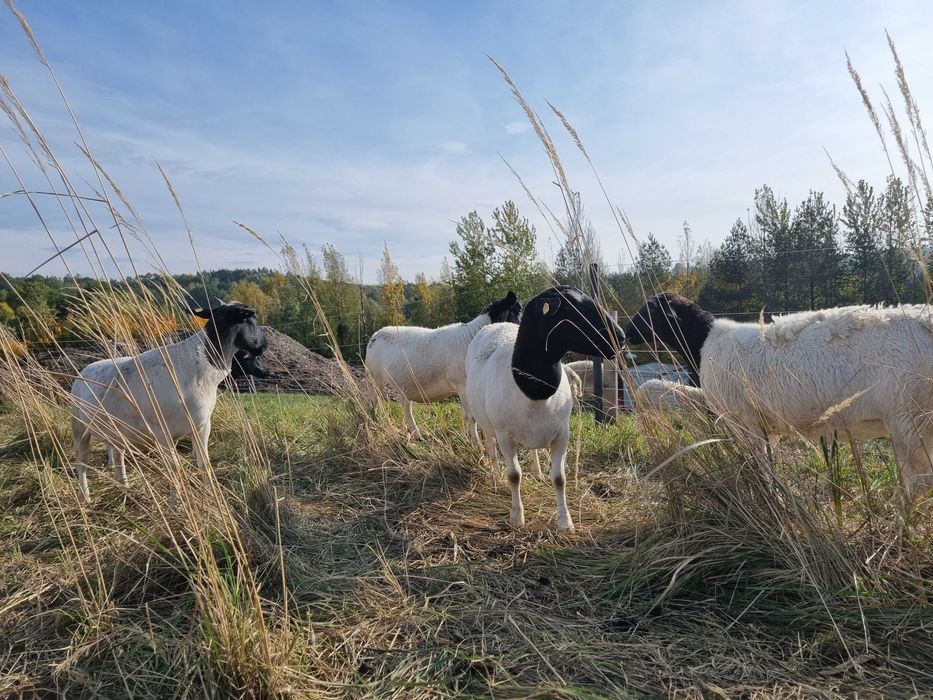 Owieczki dorper 100%