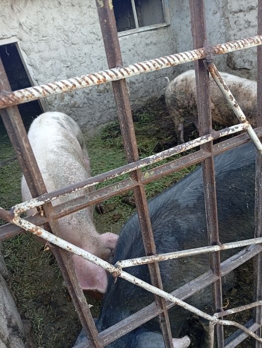 Свиноматку  молоду ландрас