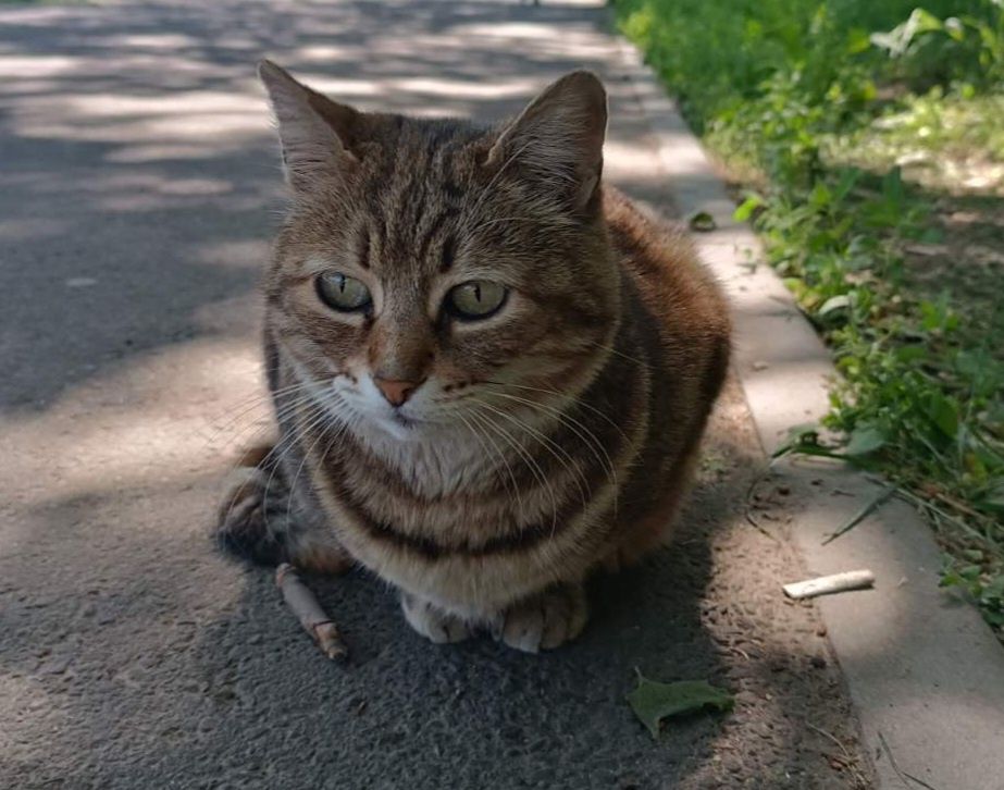 Отдам даром в добрые руки кошечку бенгальского окраса