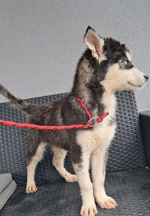 Piękny piesek husky