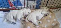 West Highland White Terrier, westie, szczeniak, suczka,