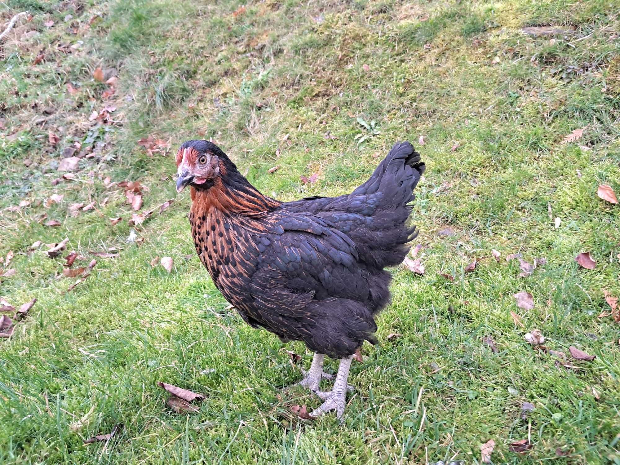 Leghorn Rosa kury kurki nioski 20 - 24 tygodnie Wysyłka cała Polska!!!