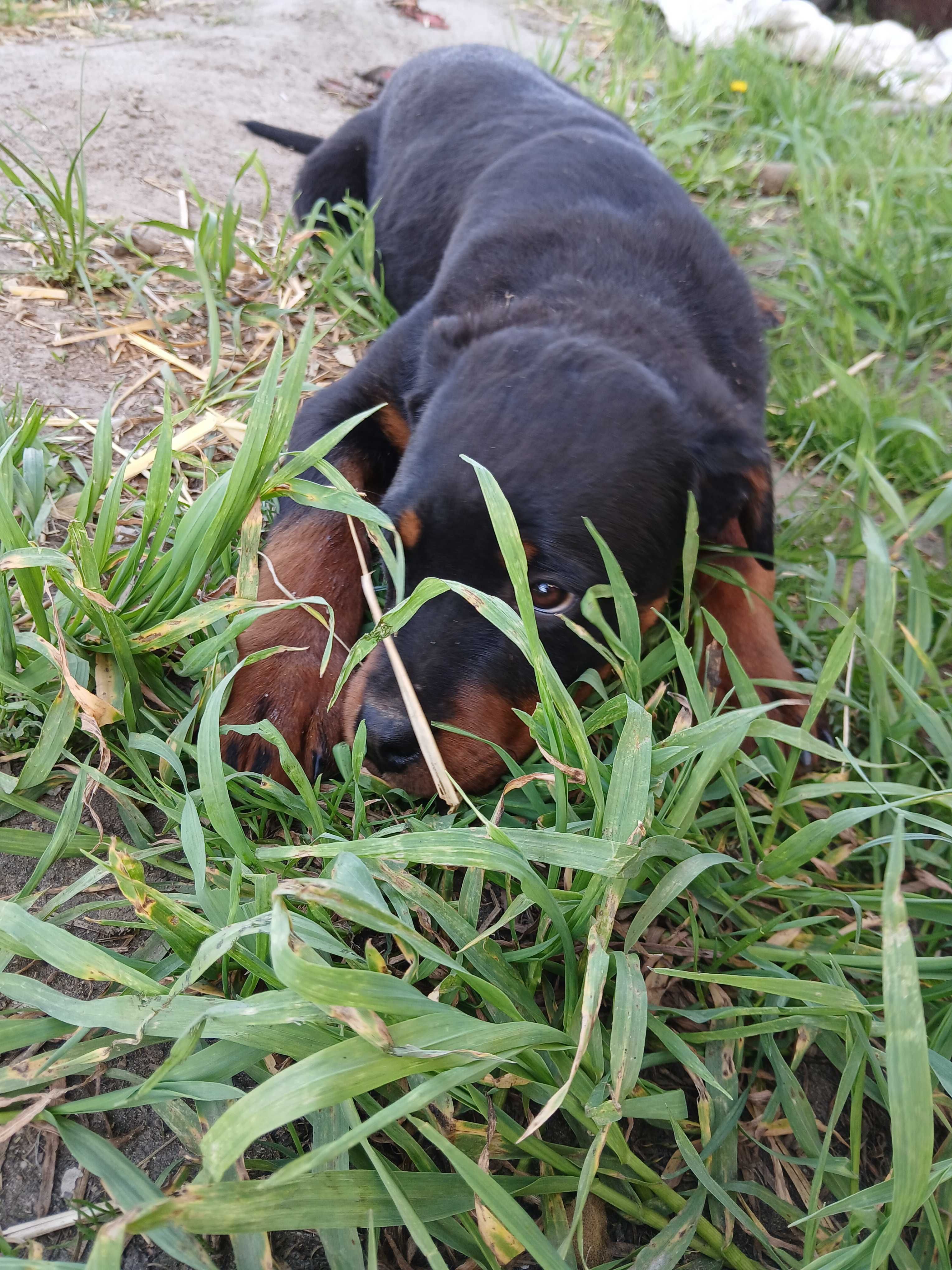 Suczka rottweiler