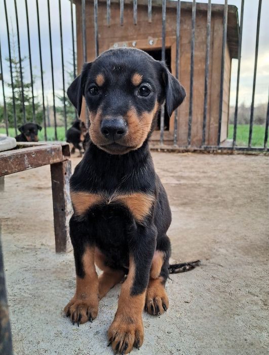 Doberman czarne podpalane