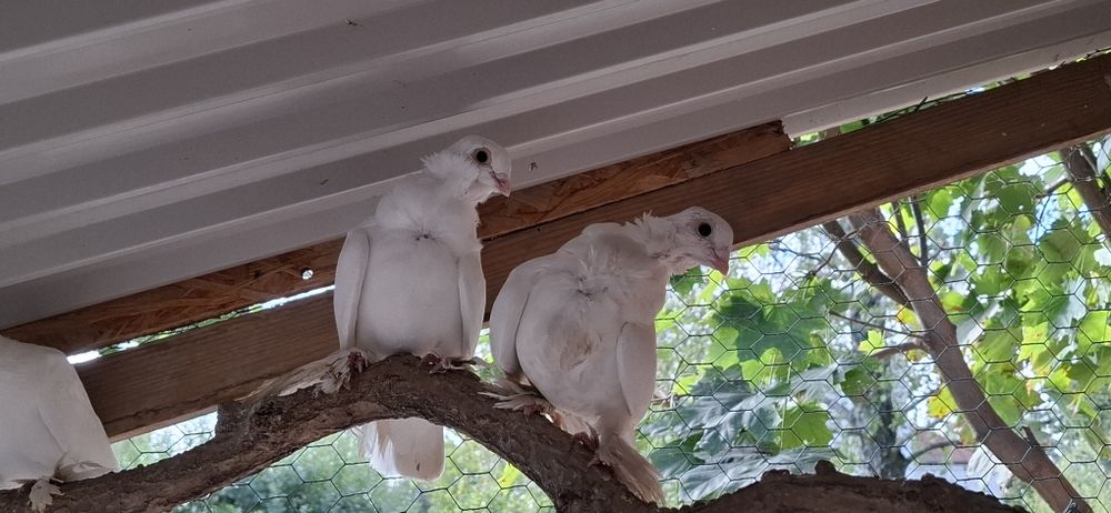 Sprzedam parę gołebi winer posiadam również inne rasy