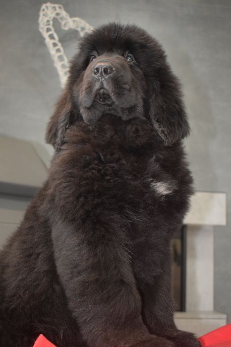 Czarna sunia Nowofundland