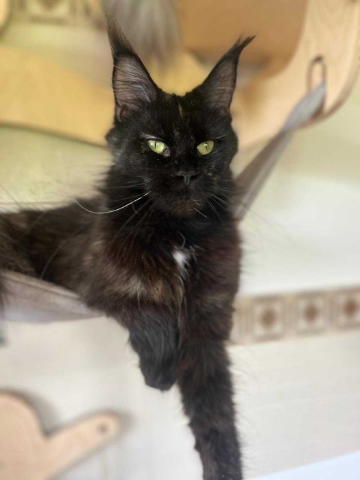 Kotka Maine coon f 09 linia shaded