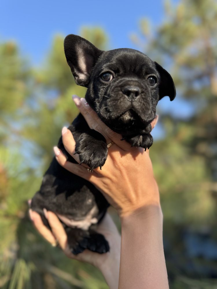 Buldog francuski -chlopczyk