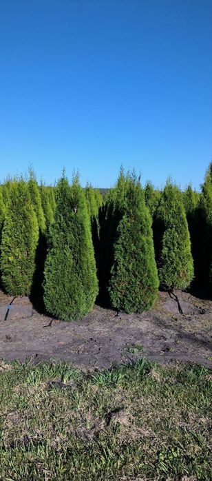 Туї Смарагд, Туя Даніка, туі Колумна