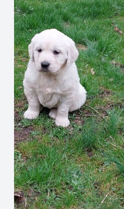 Golden retriever