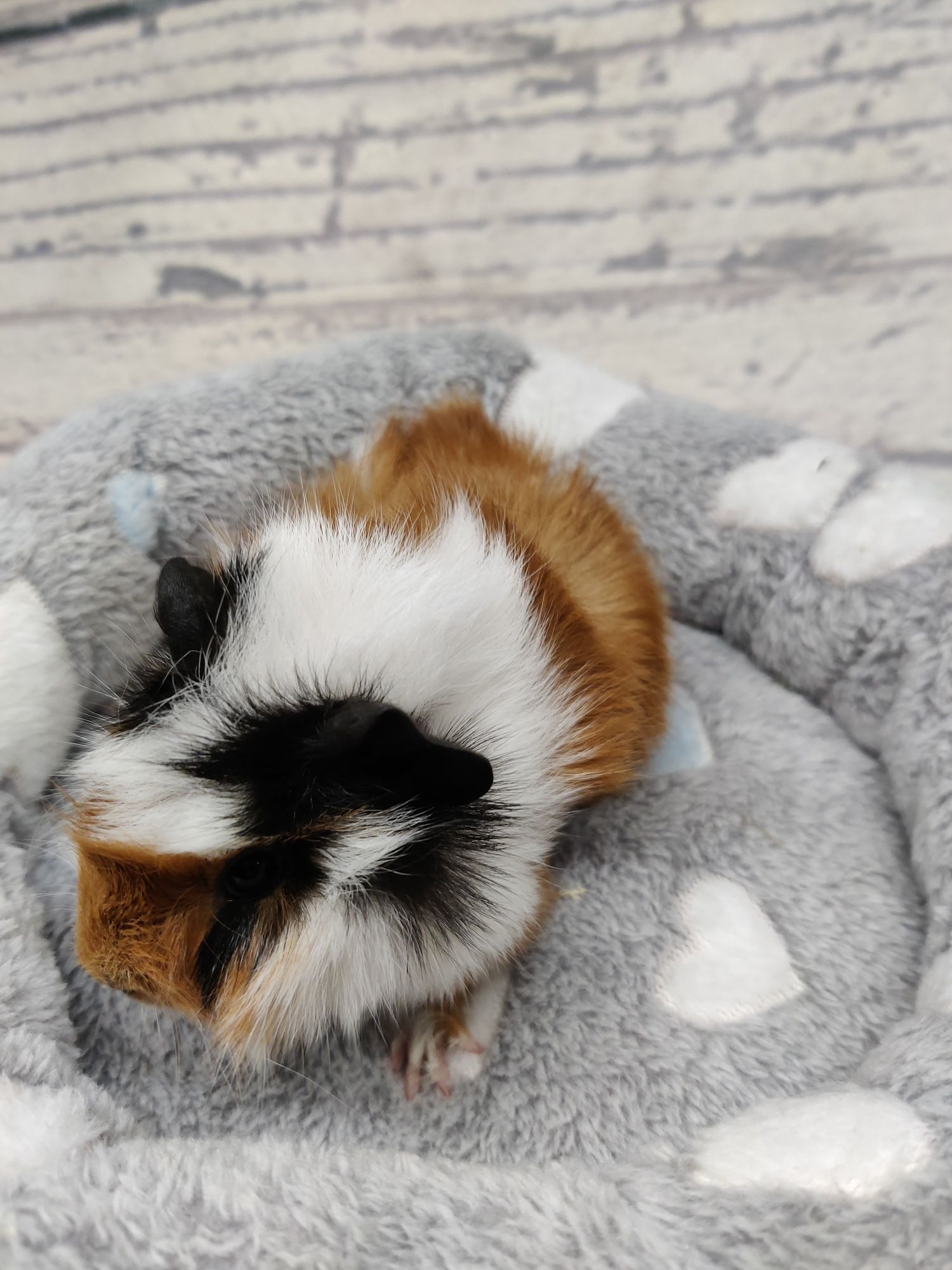 Świnki morskie  sklep zoologiczny Julianowska 7b Łódź