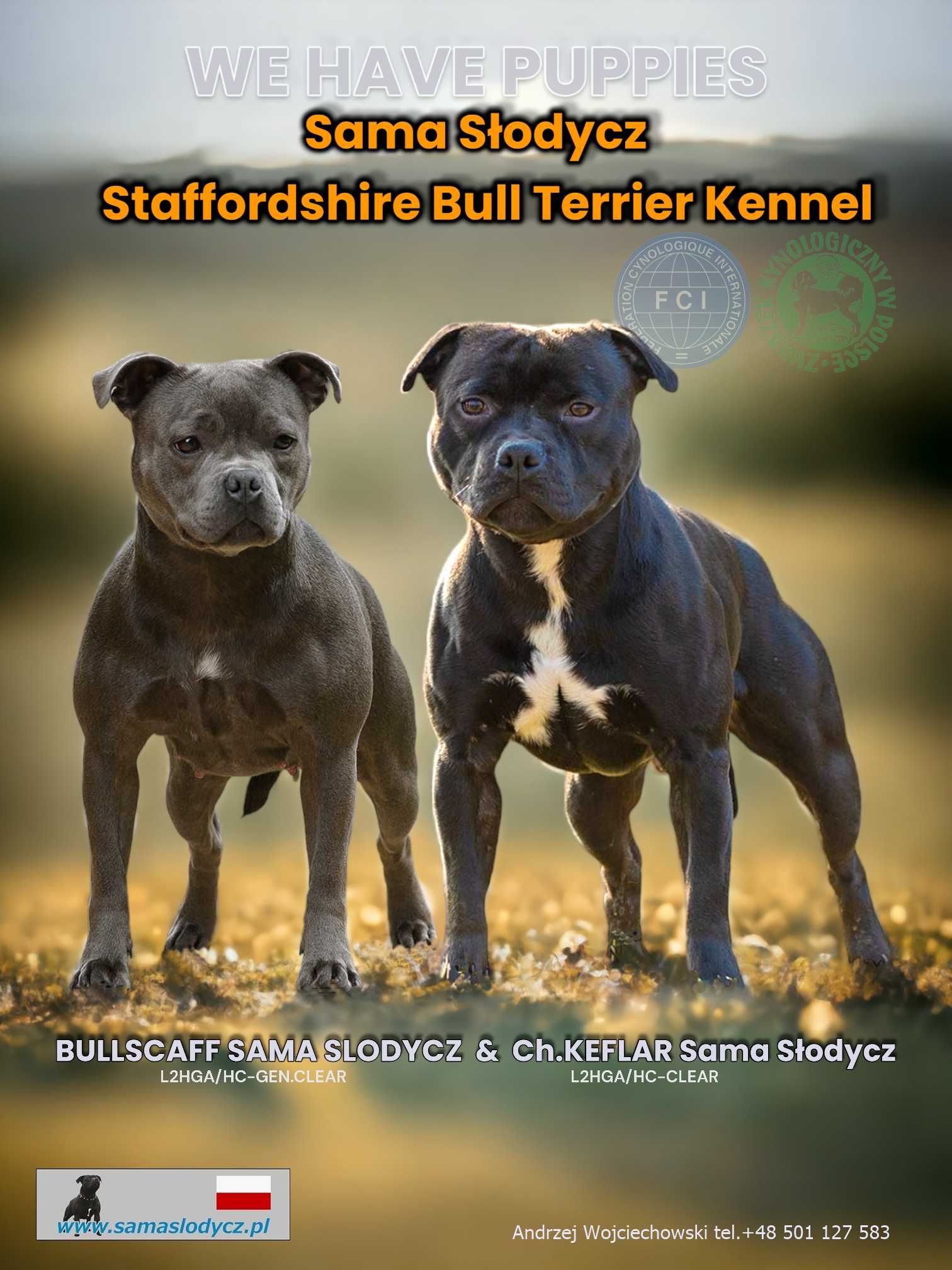 Staffordshire Bull Terrier Staffik (FCI)