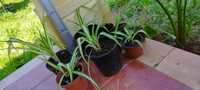 Plantas clorofito
