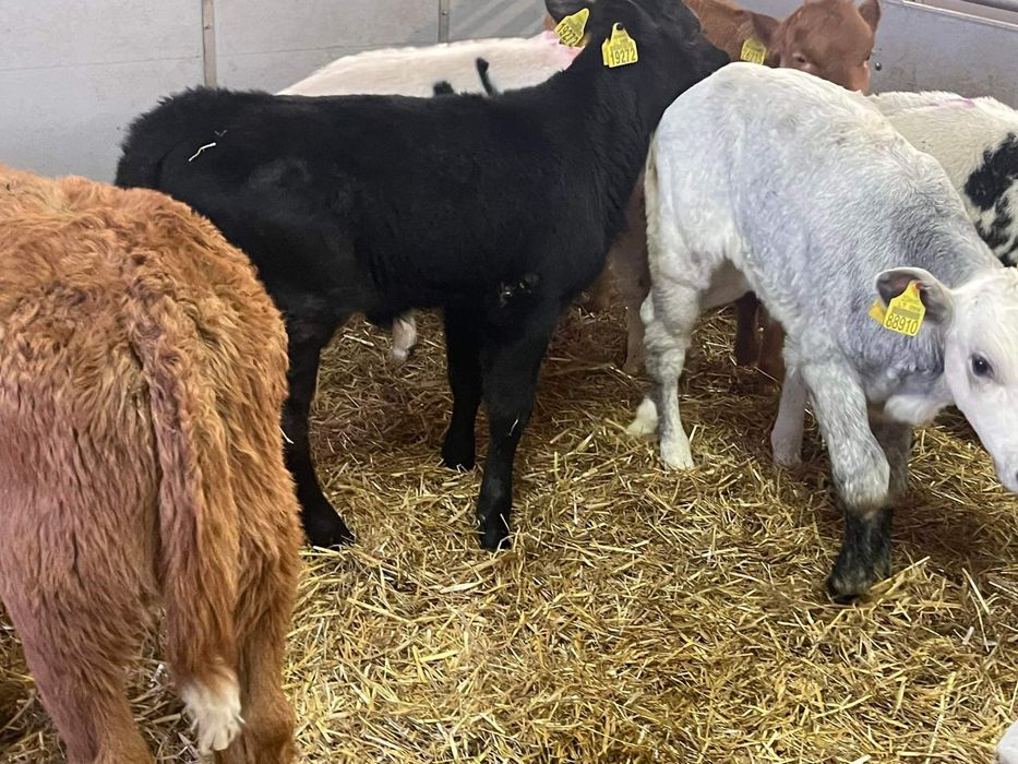 Cielaki odsadki byczki jałóeeczki