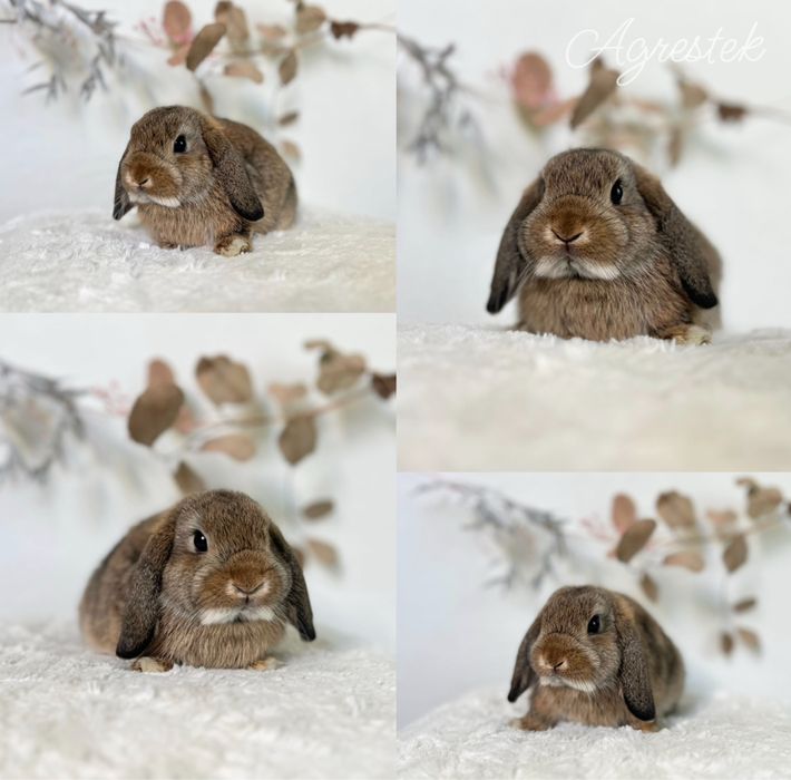 Króliczki Karzełki Teddy oraz mini lopki 100% czysto rasowe