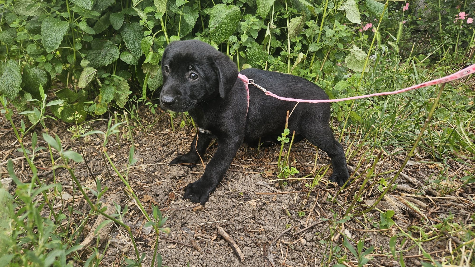 Цуценя шукає дім! Дівчинка, 1,5 місяці. Стерилізуємо!