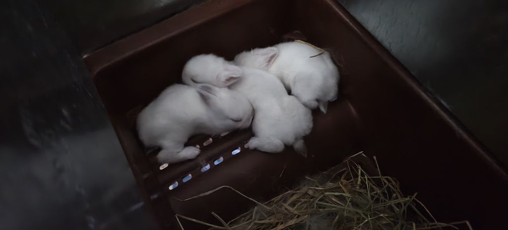 Coelhos Anões Albinos
