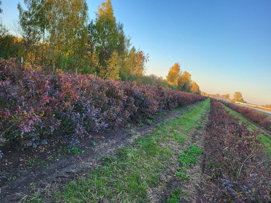 Sprzedam 2.93 ha pole działka hektar