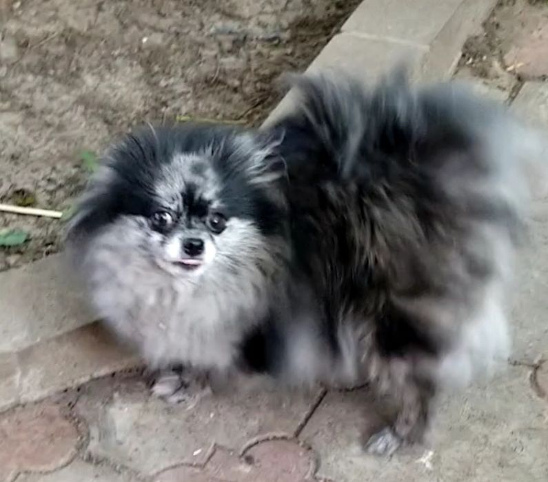 Девочка померанский шпиц