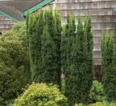 Тис хіллі  Taxus media Hillii