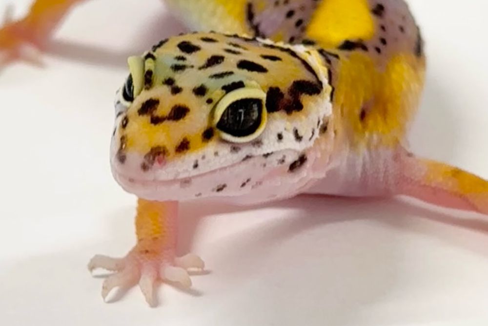 Eublefar (gekon) lamparci