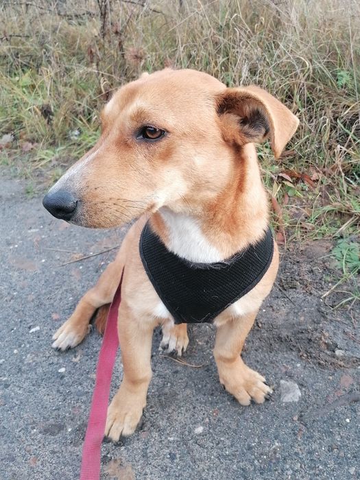 TOFIK mały młody przyjazny pies szuka domu