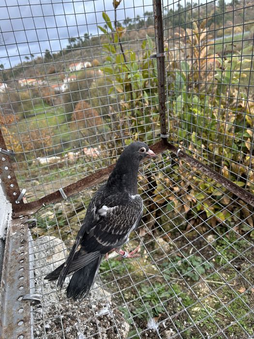 Vendo pombos correios de 2025