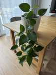 Epipremium Aureum