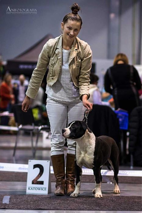 American Staffordshire Terrier ZKwP Amstaff FCI , piesek WILLY WONKA