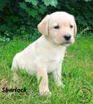 Labrador Retriever biszkoptowy piesek rodowód