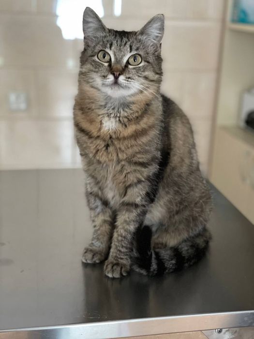 Кошка в хорошие руки, стерилизована