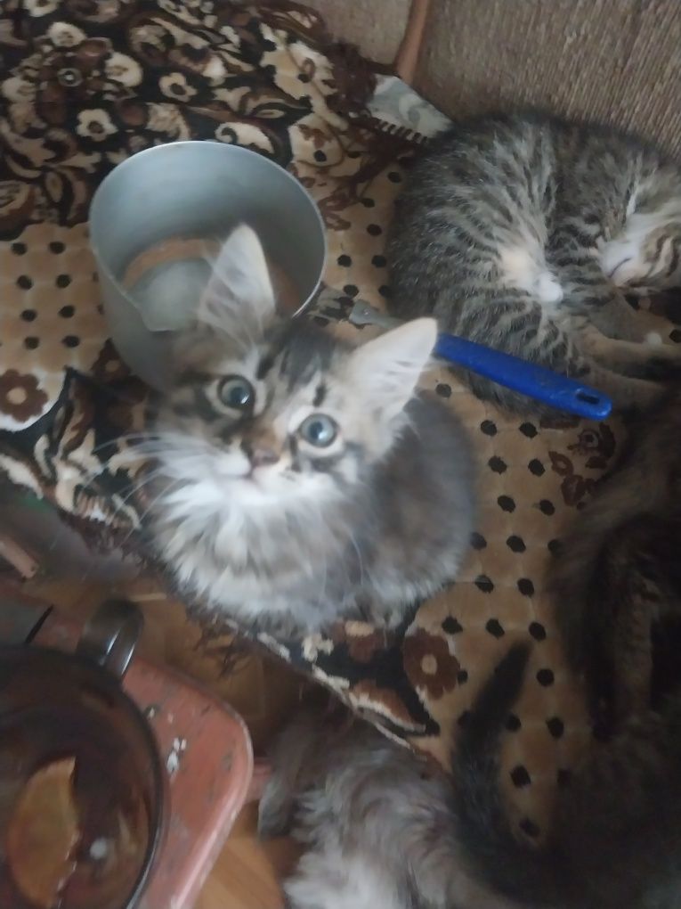 Подарую кошеняток в добрі руки.