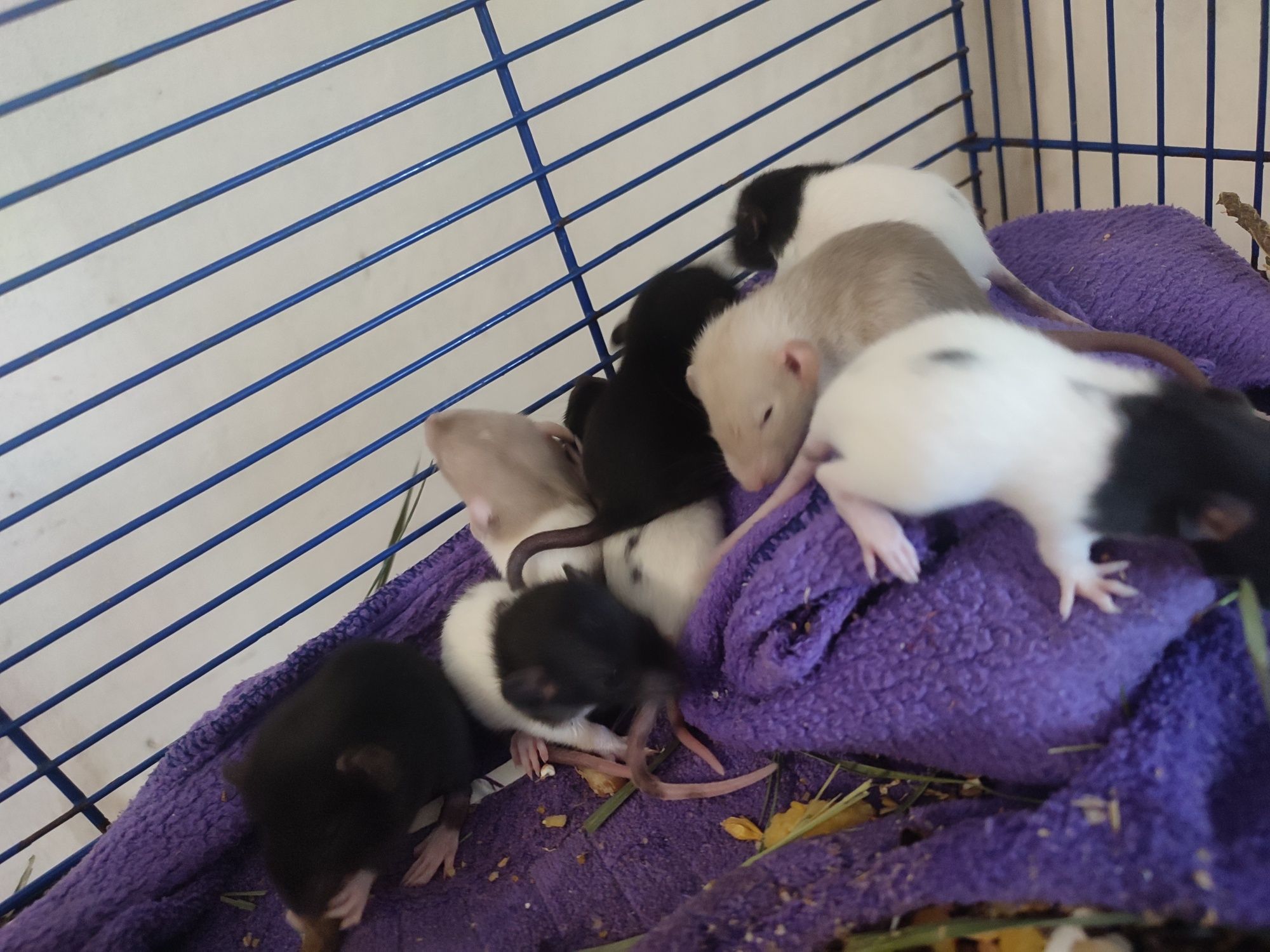 Пацюки , крыси Дамбо